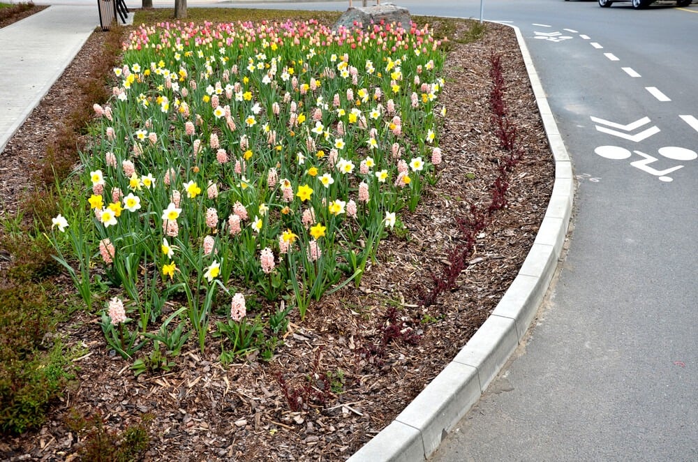 Urban curbside garden with lovely pink yellow and white flowers.