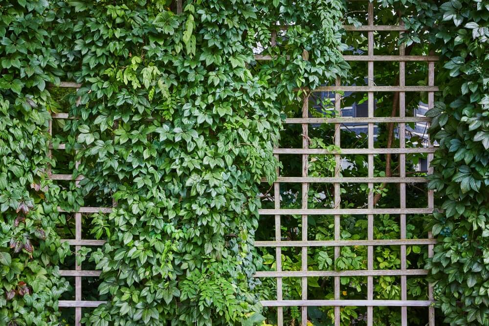 Verdant and lush foliage growing up a wooden garden trellis.