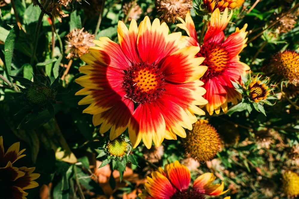Vibrant orange and yellow blanket flowers blooming in a garden.