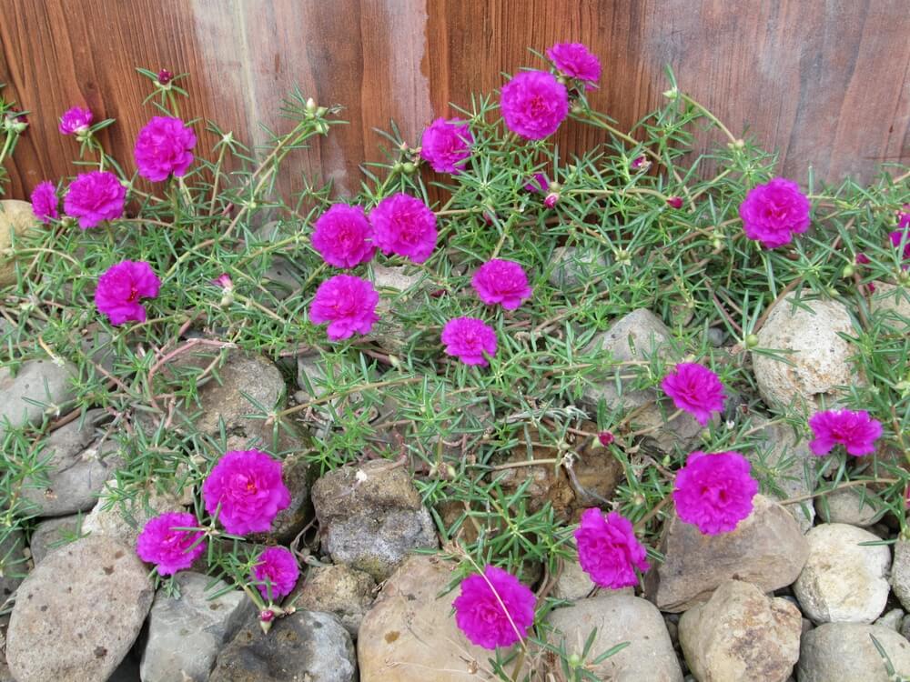 Vibrant pink moss rose purslane flowers growing in the garden.