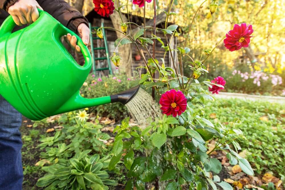 Watering some beautiful red dahlia flowers with a watering can in the autumn garden.