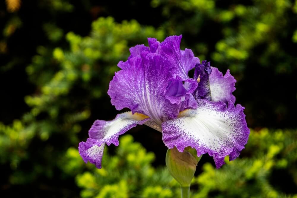 White and purple reblooming German hemstitched iris with fancy ruffled petals.