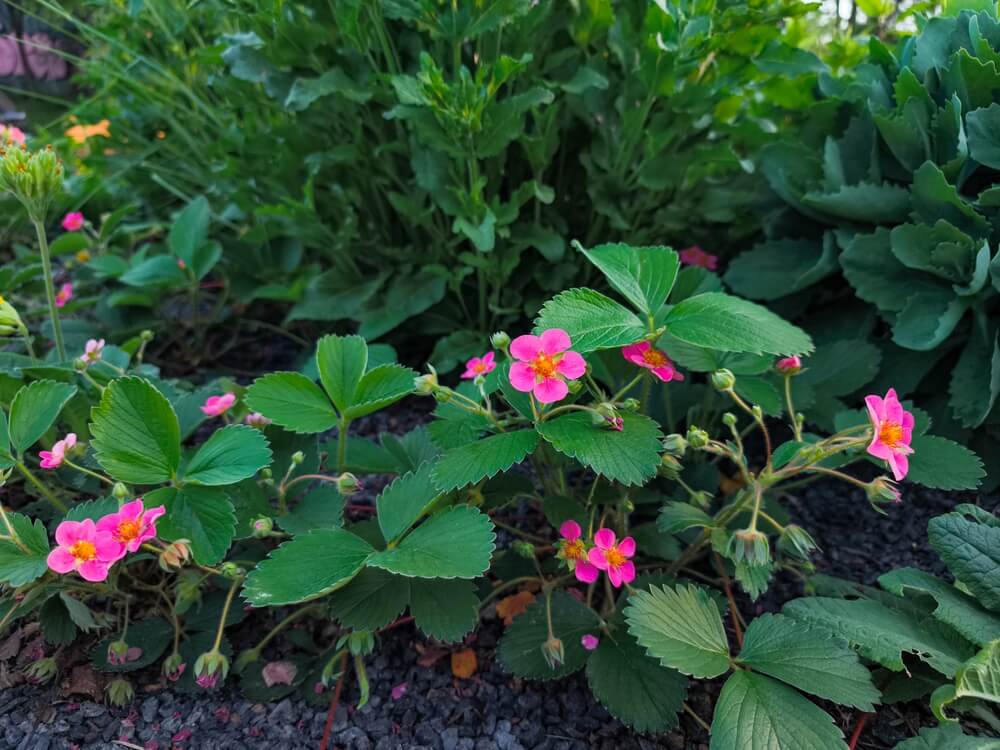 Wild strawberry plants thriving as a delicious groundcover crop.
