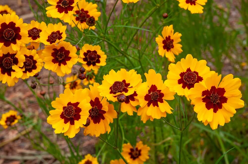 Yellow and black golden tickseed plant or plains coreopsis tinctoria.