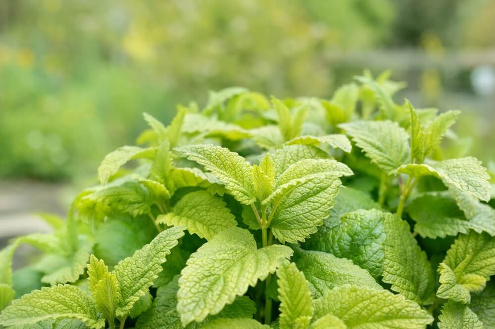 Yummy lemon balm plant growing in the garden with thick healthy leaves.
