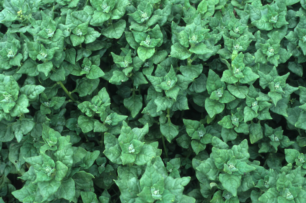 Yummy New Zealand spinach leaves growing as a thick groundcover.