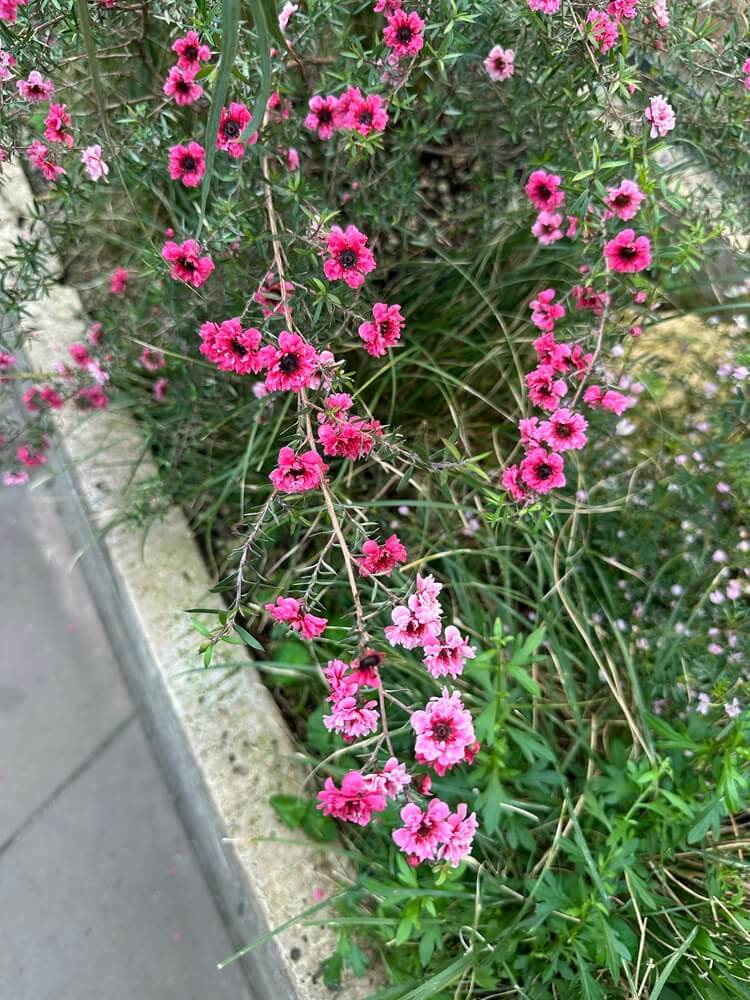 Schizachyrium scoparium or little bluestem growing in a curbside garden.