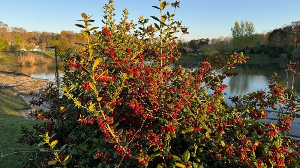 A beautiful American holly shrub with red berries growing near a lake.