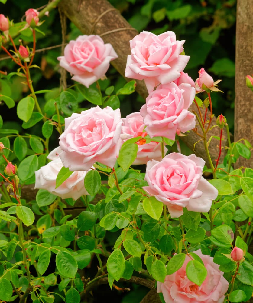 A beautiful climbing new dawn rose with pink petals growing in the garden.