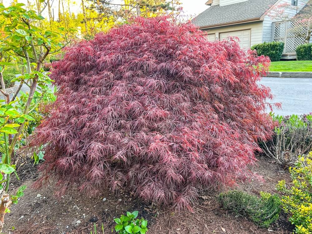 A beautiful Japanese maple tree growing in the front yard garden.