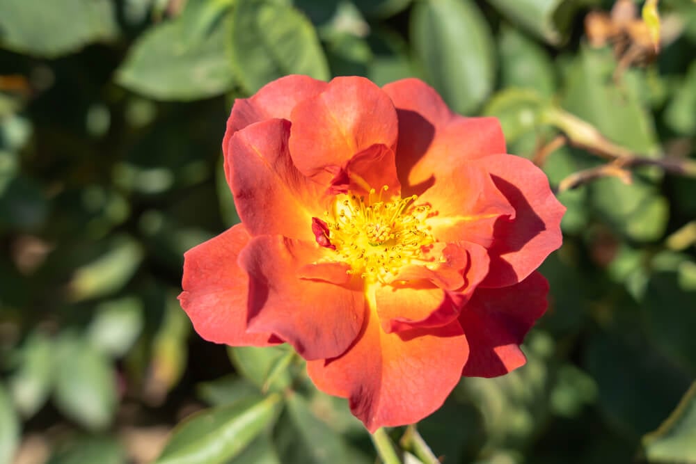 A breathtaking Cinco de Mayo rose with orange and yellow flowers.