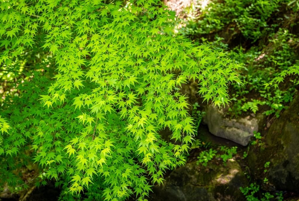A bright green Japanese maple tree growing in the garden.