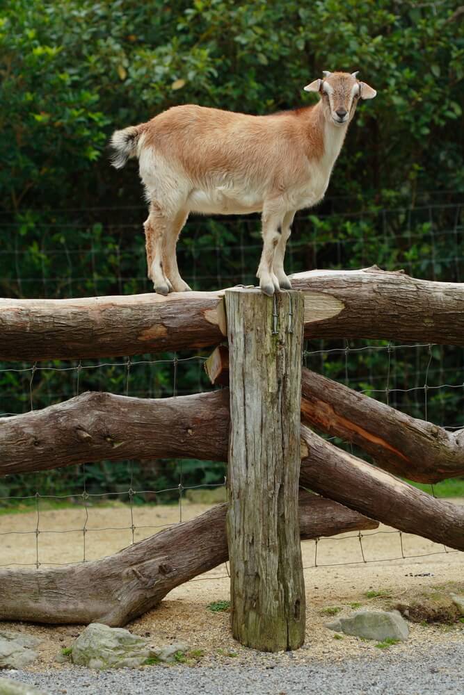 A funny and funky goat walking along a tall wooden fence.