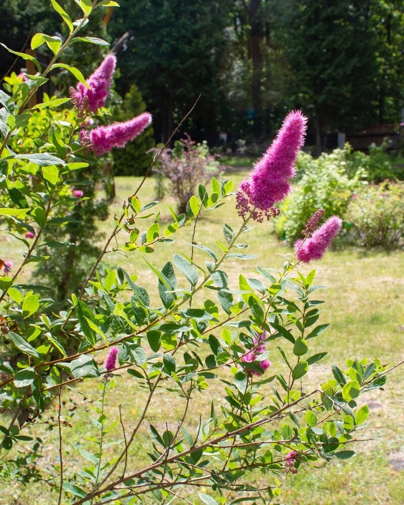 A gorgeous Buddleia davidii bush blooming in the garden.