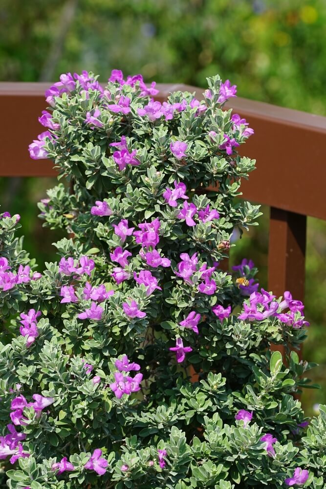 A gorgeous Leucophyllum frutescens plant with pinkish purple flowers growing on the back porch.