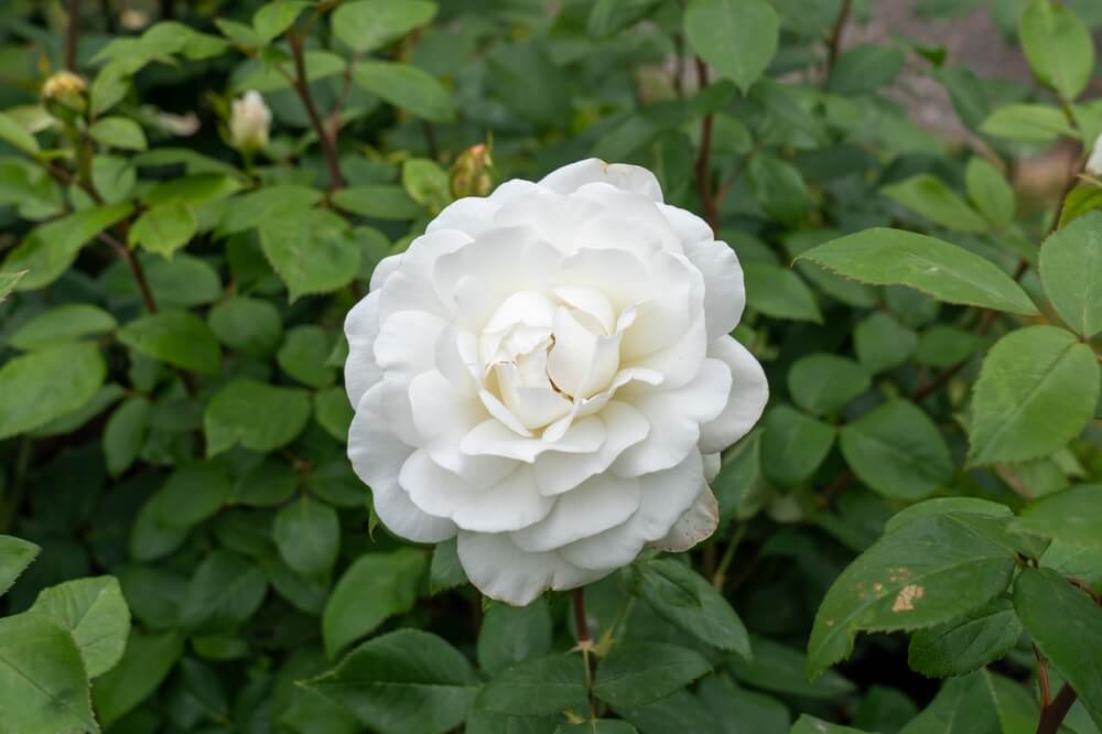 A gorgeous white sugar moon rose flower growing in the garden.