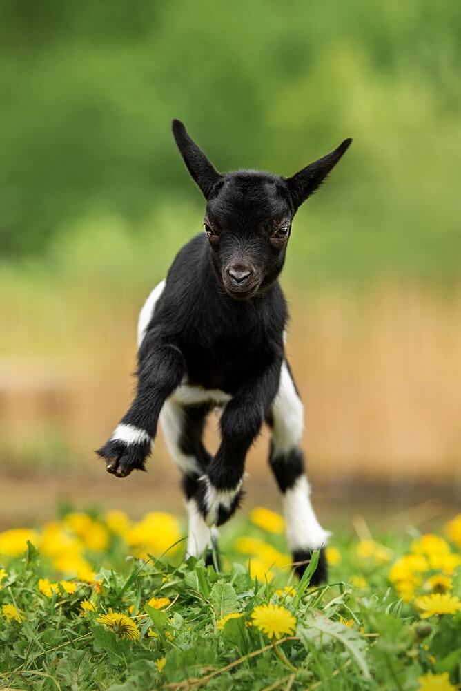 A happy and funny goat jumping for joy in a field with flowers.