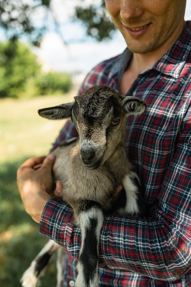 A homesteading farmer hugging an adorable tiny goat.