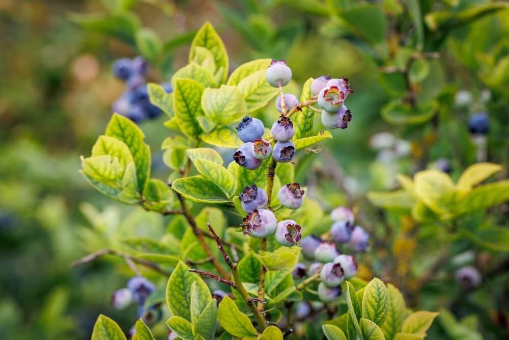 A lovely blueberry shrub growing in the vegetable garden.