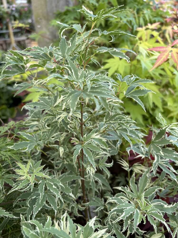 A lovely butterfly acer palmatum Japanese maple tree growing in the garden.