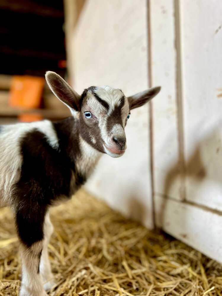 A lovely goat relaxing in a warm safe and clean barn.