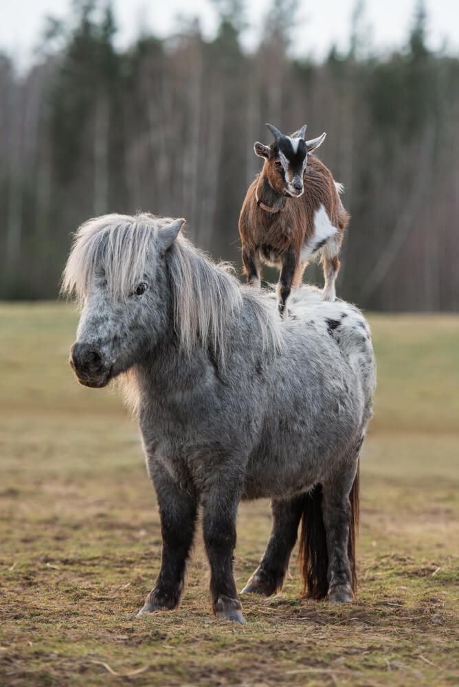 A lovely goat standing on the back of a pony.