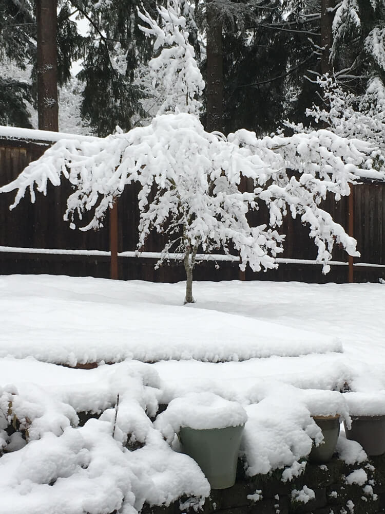 A lovely Japanese maple tree covered with snow in a winter garden.