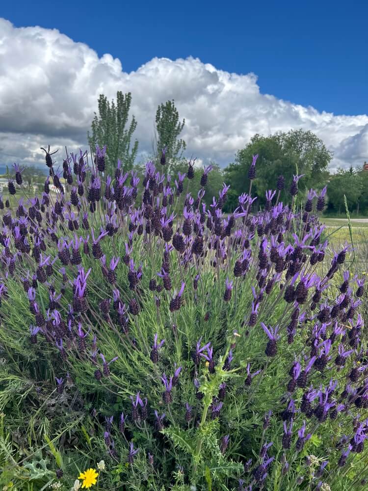 A lovely lush lavender bush growing in a grassy and sunny field.