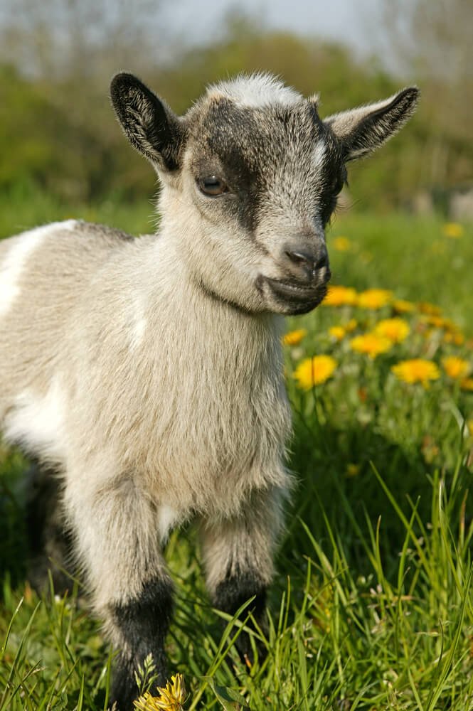 A lovely pygmy goat standing in a field with dandelions.
