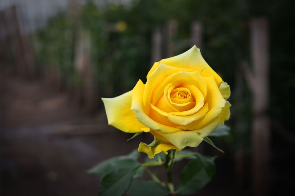 A lovely yellow rose Arthur Bell rose growing in the garden with yellow petals.