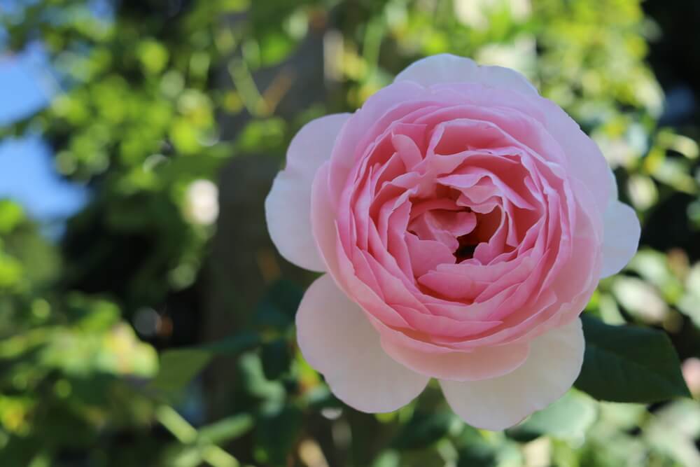 A magnificent heritage David Austin rose flower with pink blooms.