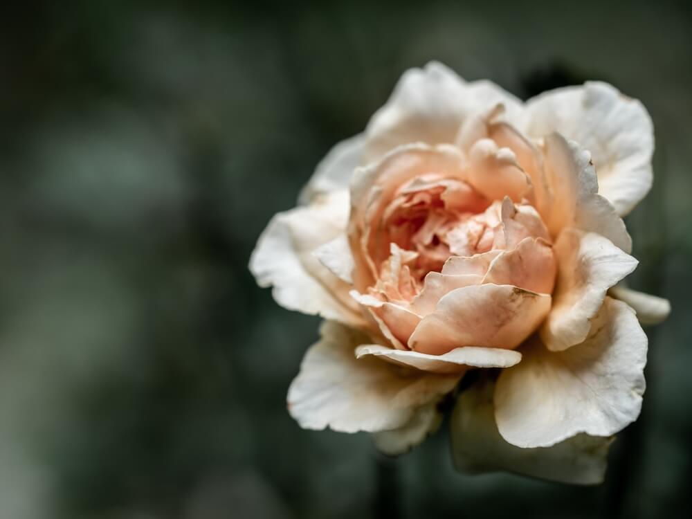 A withered Masora rose flower growing in the garden.