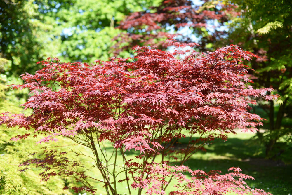 A wonderful reddish purple Japanese maple tree growing in the garden on a sunny day.
