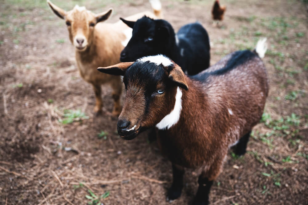 Adorable goats exploring a small rural ranch pasture.