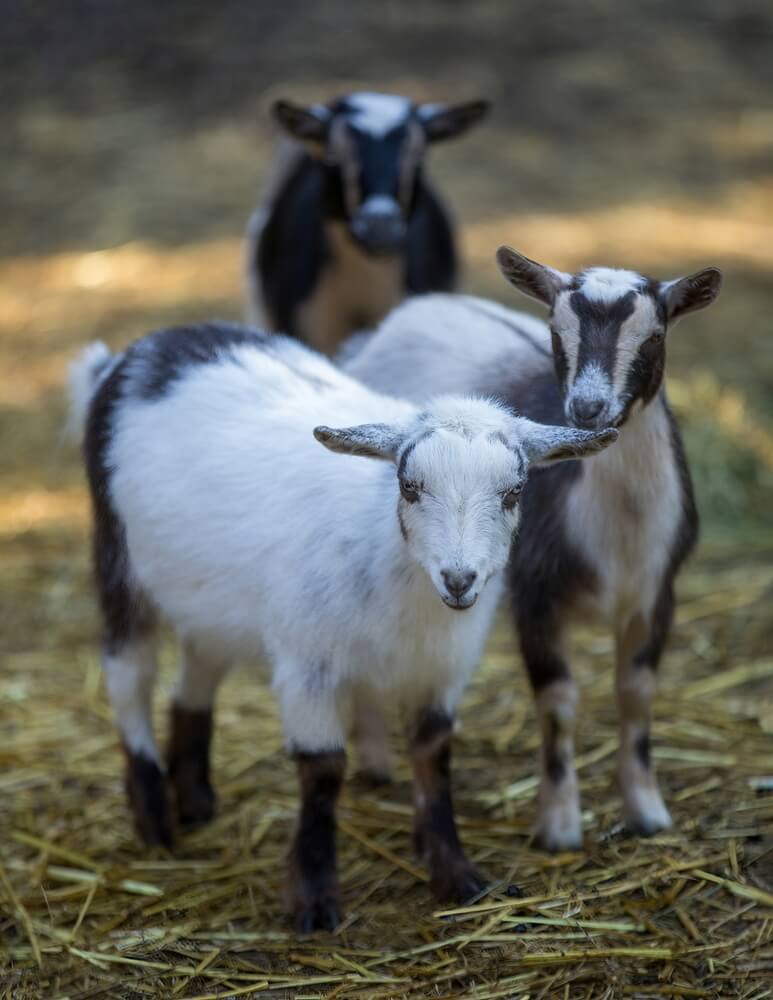 Adorable pygmy goats standing and gazing into the camera.