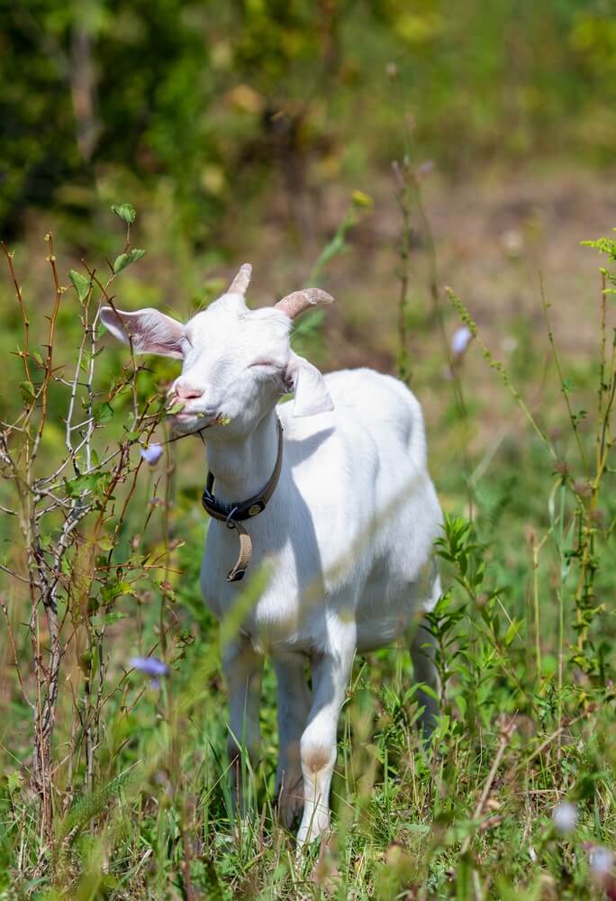 An adorable and happy goat grazing in an unkempt farmyard pasture.