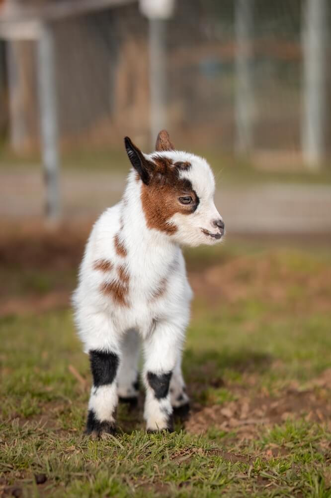 An adorable pygmy goat exploring on the grass on a lovely sunny day.