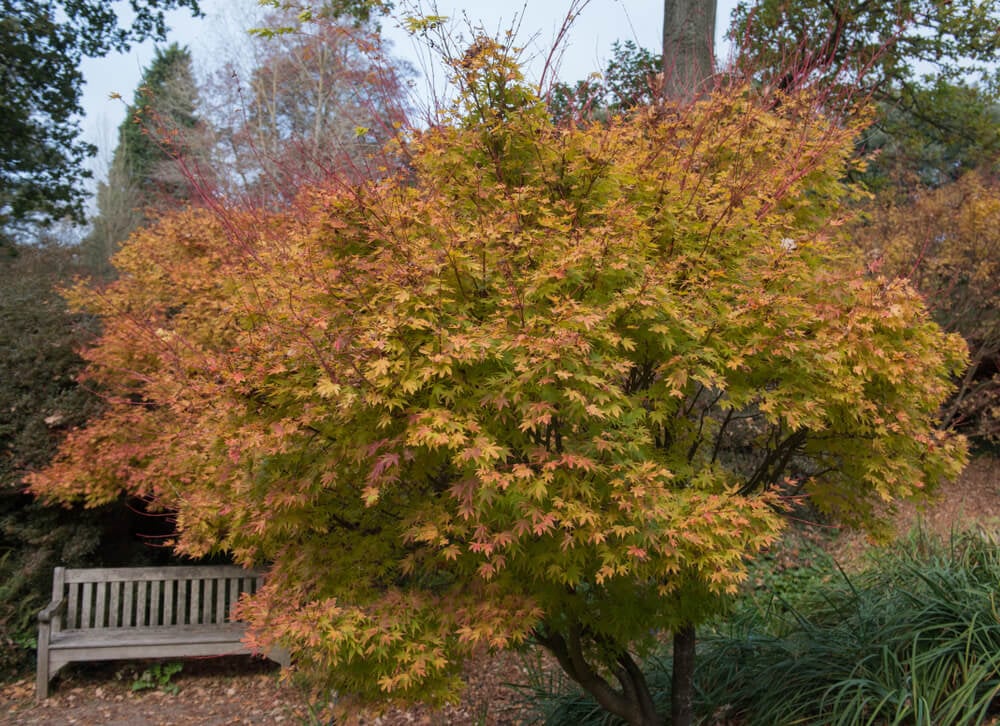 An epic coral bark maple tree with autumnal colors growing in the garden.