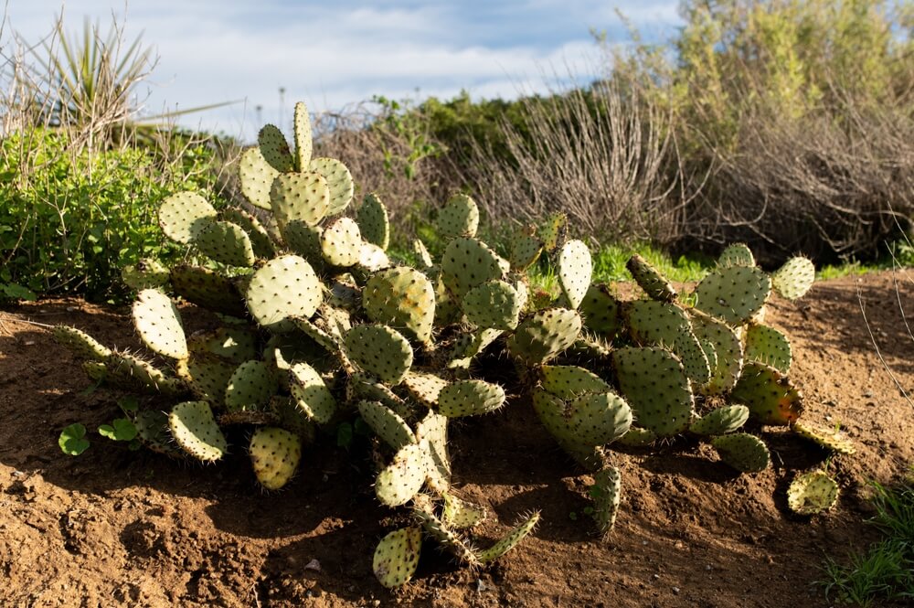 An epic green coastal prickly pear cactus on a sandy beach.