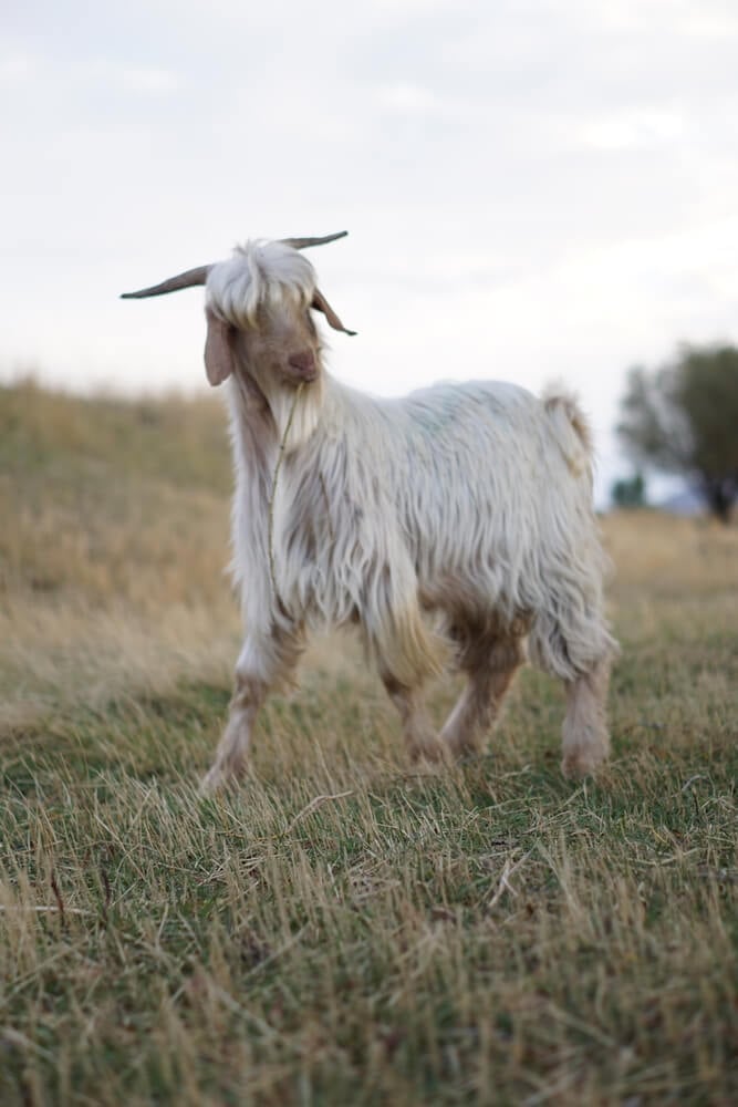 An epic wild goat with shaggy hair and pointy horns.