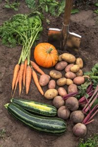 15 Best Vegetables To Grow In October For An Epic Fall, Winter, Or ...