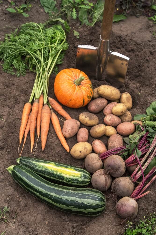 Autumn harvest of fresh raw carrot and beetroot with pumpkin and daikon radish.