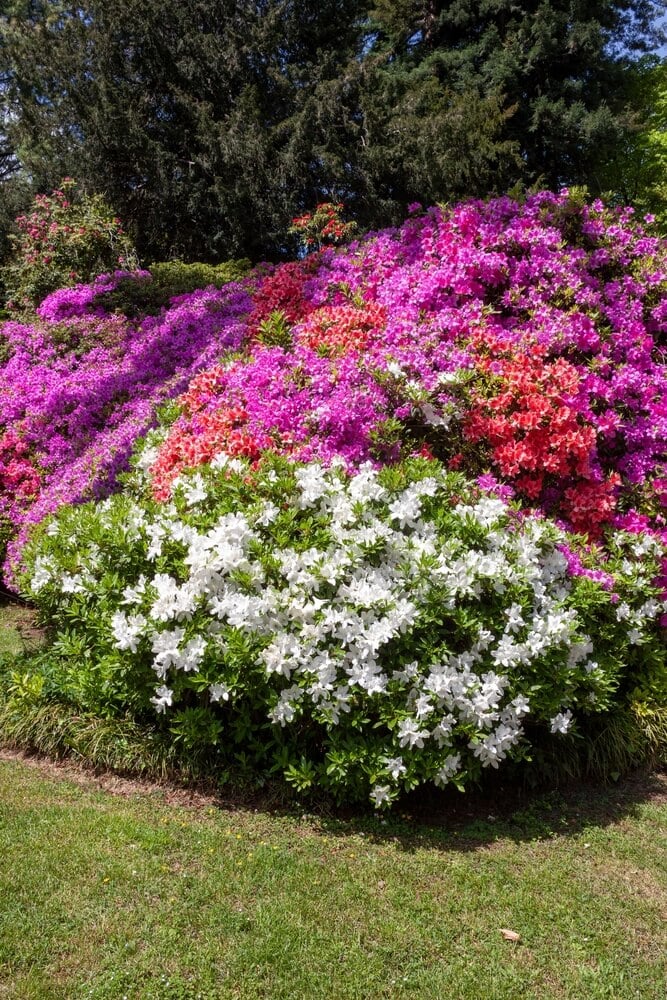Beautiful azaleas rhododendron in full bloom with vibrant white flower clusters.