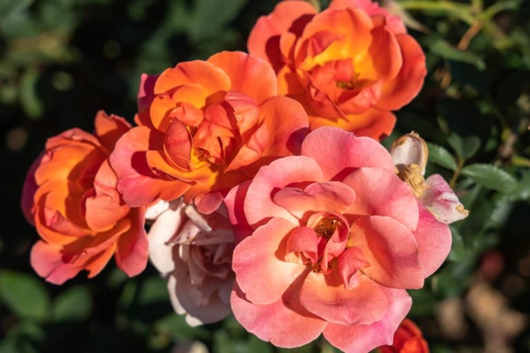 Beautiful coral knock out rose flowers growing in the field with orange petals.