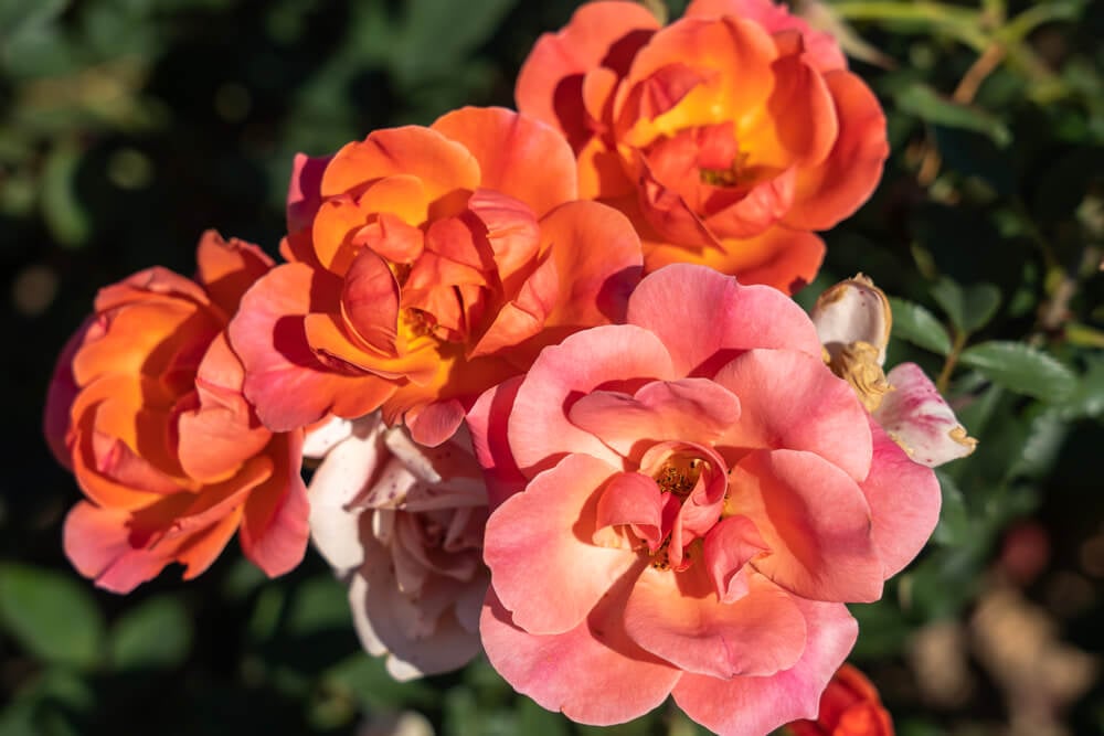 Beautiful coral knock out rose flowers growing in the field with orange petals.