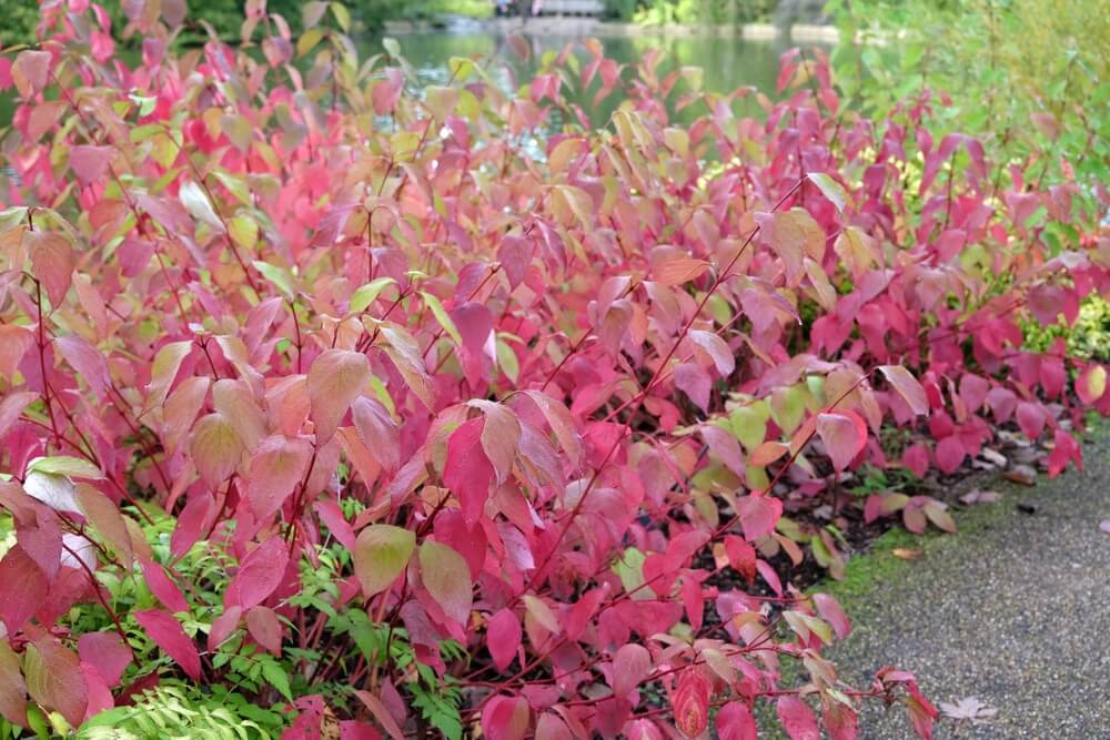 Beautiful Cornus sericea or red dogwood shrub.