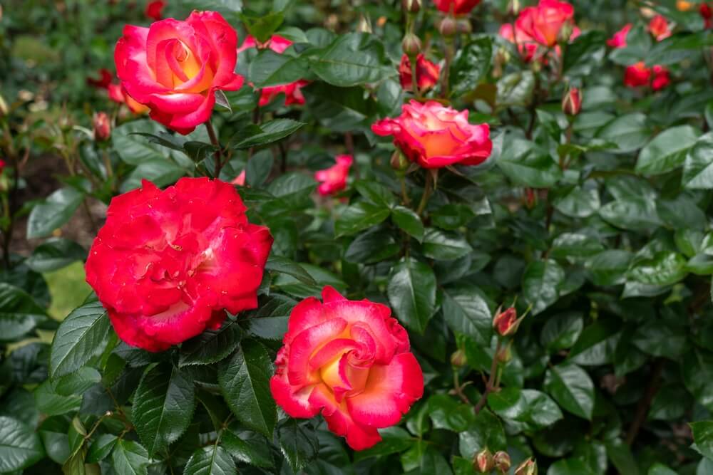 Beautiful Dick Clark rose flowers growing in the garden.