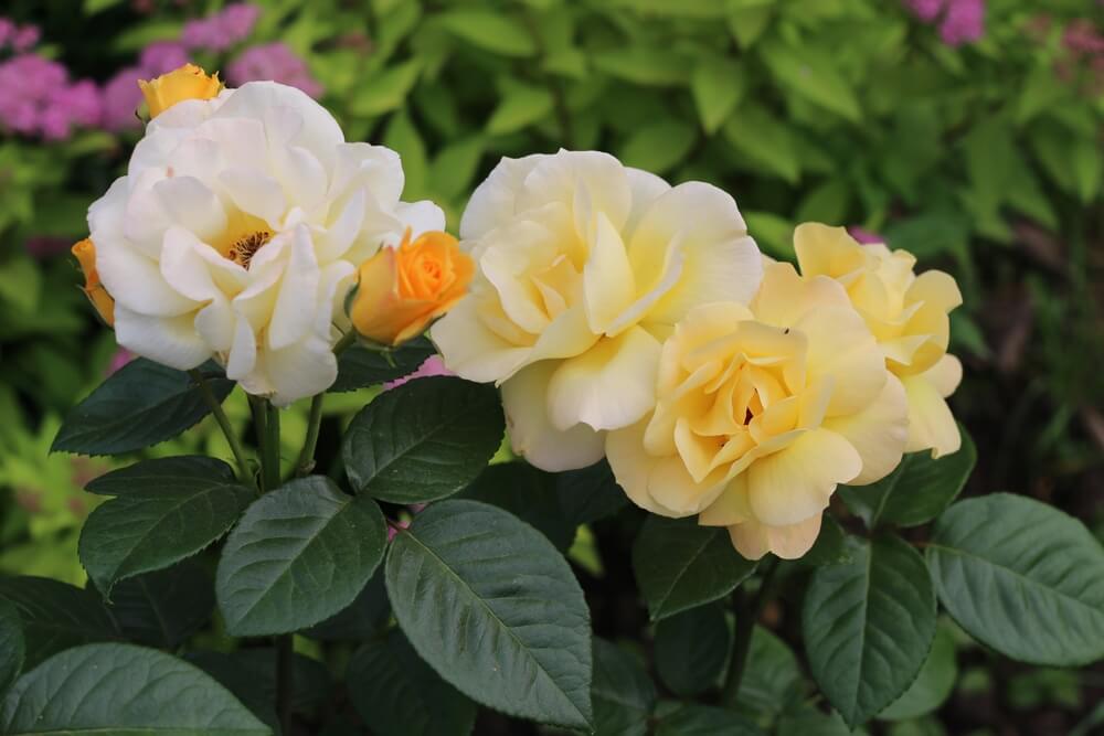 Beautiful floribunda rose Arthur Bell growing in the garden with yellow blooms.