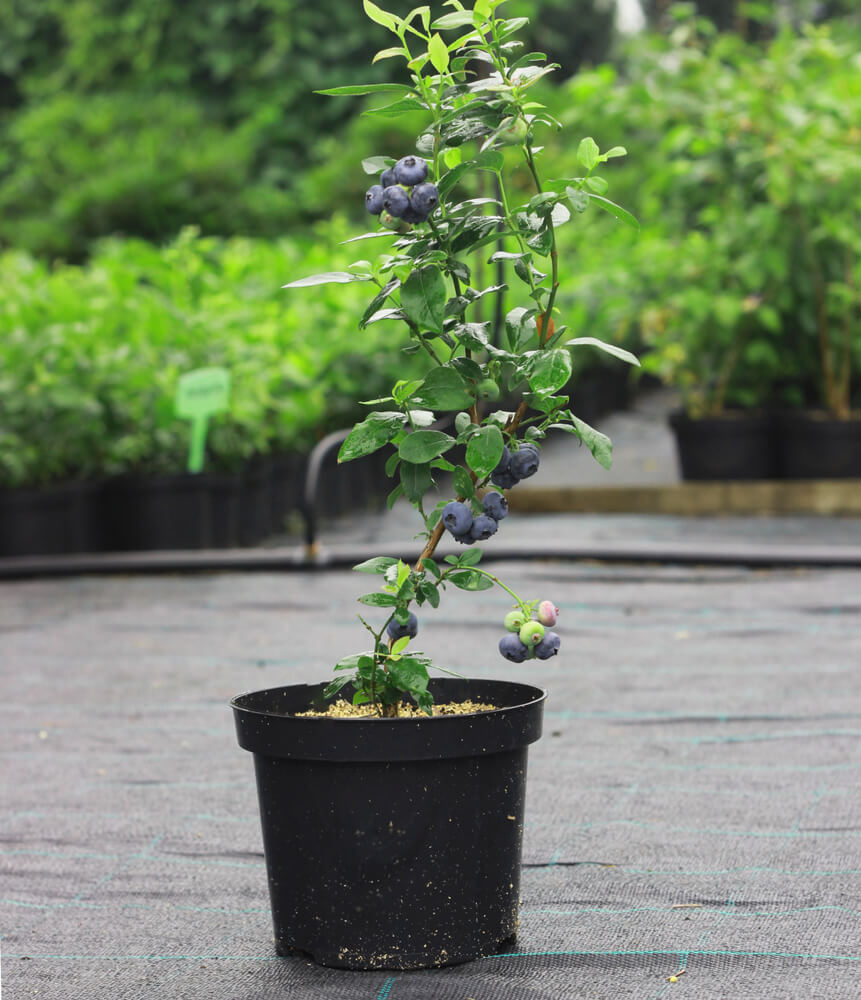 Beautiful highbush blueberry shrub with berries growing on a sunny day.