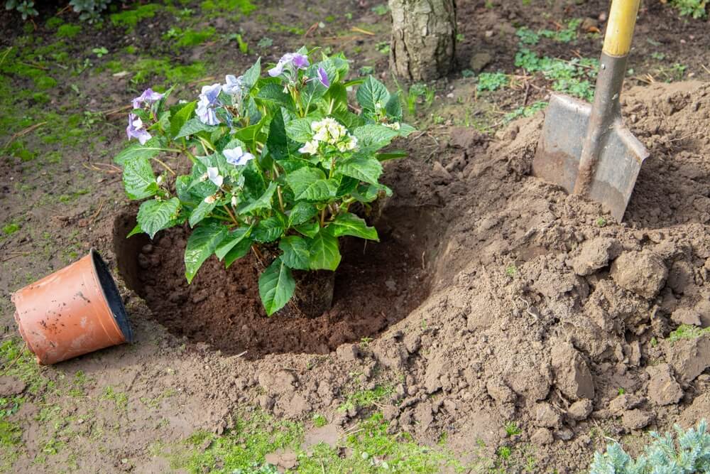 Beautiful hydrangea getting transplanted in the garden.